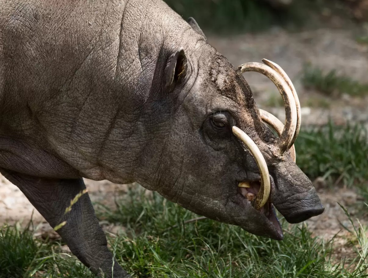 Svin med tænder, der stikker ud af panden: hvorfor har babirusa så store hjørnetænder?