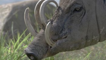 Svin med tænder, der stikker ud af panden: hvorfor har babirusa så store hjørnetænder?