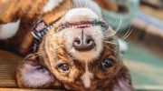 Disse hunde gøer ikke, lugter ikke og fælder sjældent: folk elsker dem