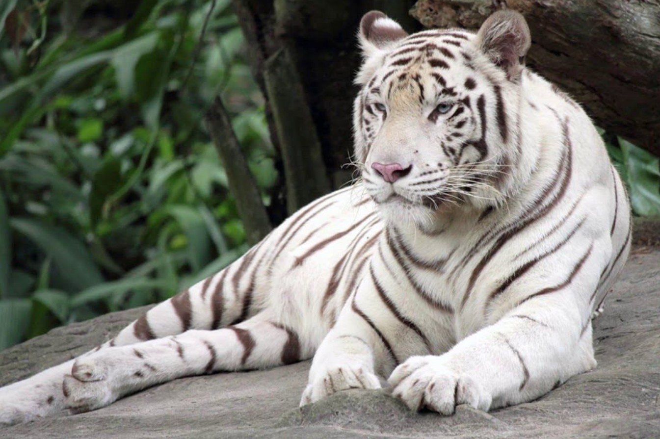 bengalske tiger