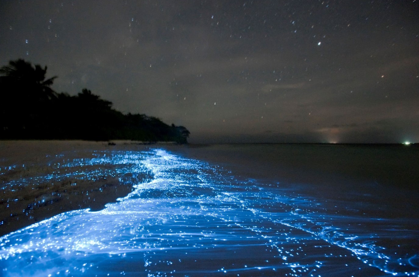 Her kan du se verdens mest lysende bioluminescerende tidevand