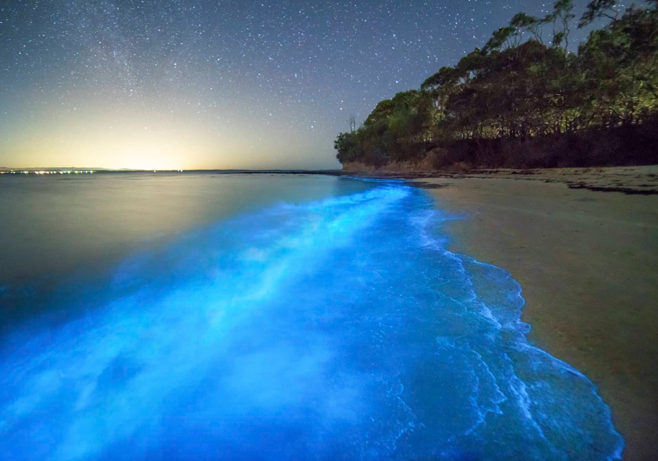 Her kan du se verdens mest lysende bioluminescerende tidevand