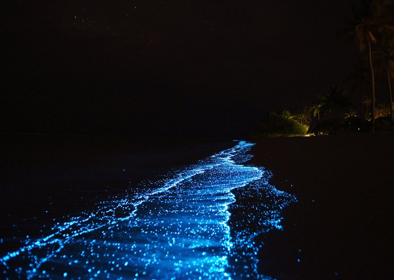 Her kan du se verdens mest lysende bioluminescerende tidevand