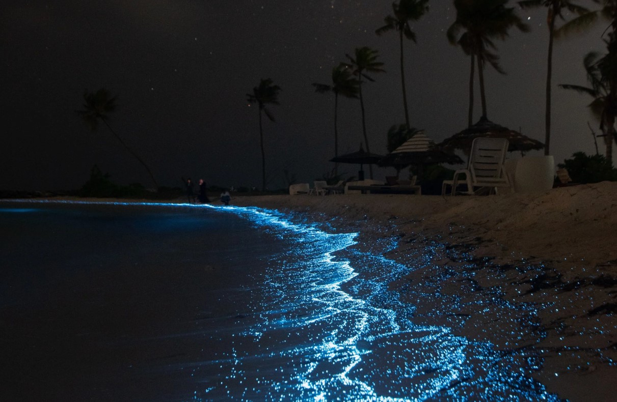 Her kan du se verdens mest lysende bioluminescerende tidevand