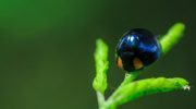 Den blå mariehøne – et levende pesticid