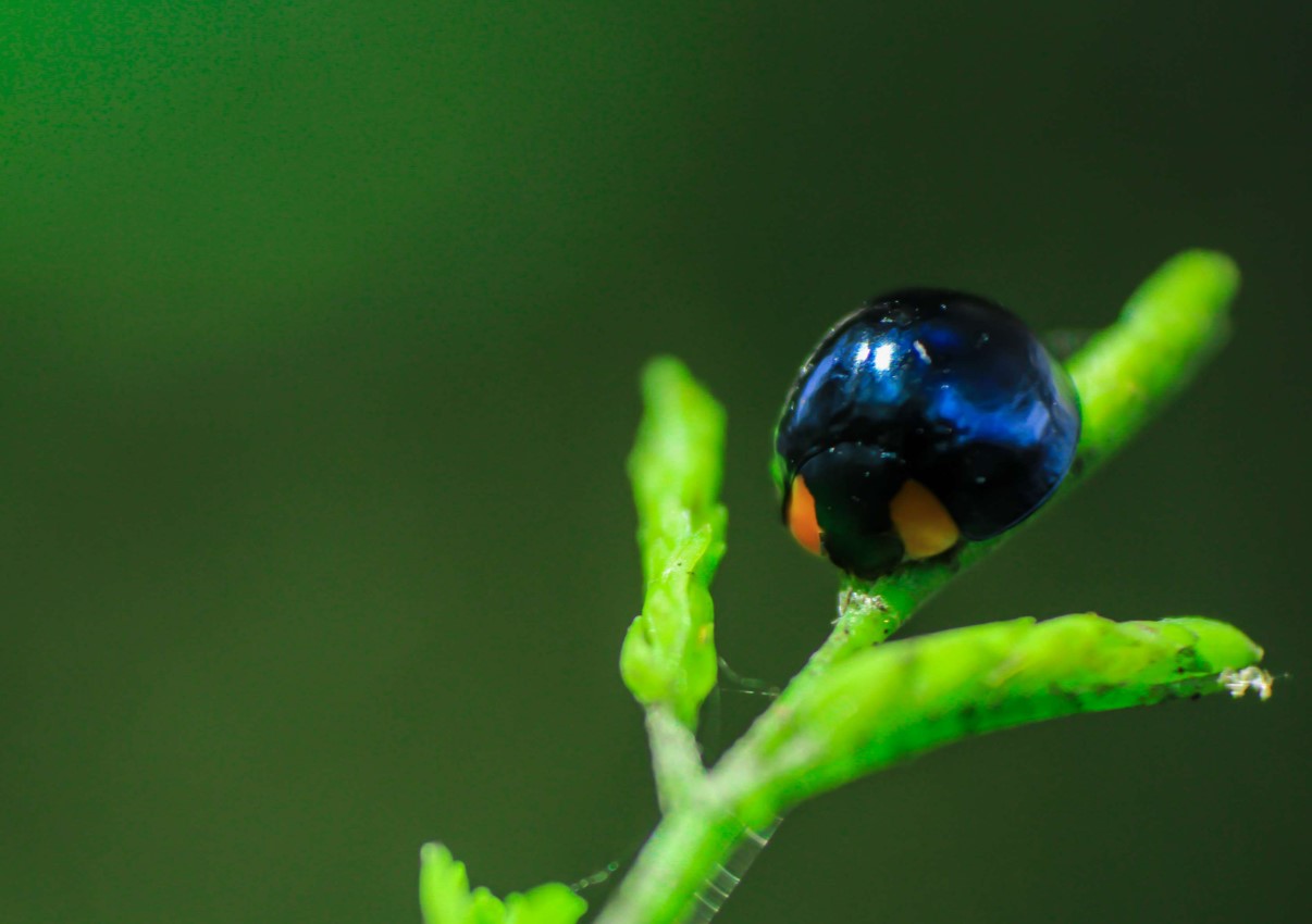 Den blå mariehøne – et levende pesticid