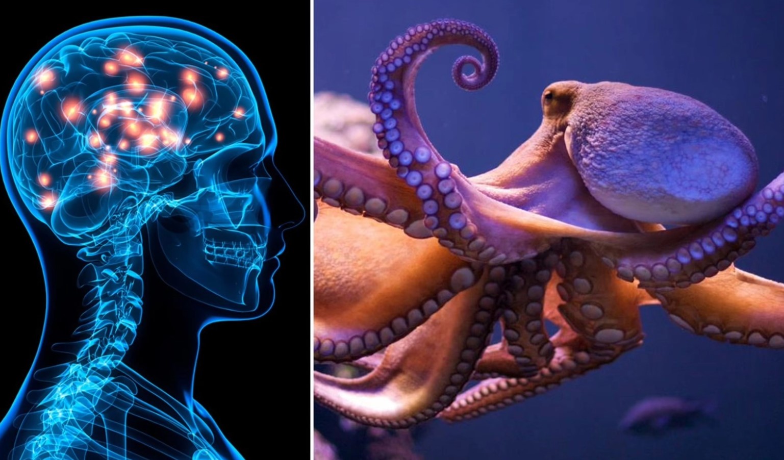 Hvis mennesket forsvinder, vil denne skabning overtage verden - og den viser allerede tegn på intelligens