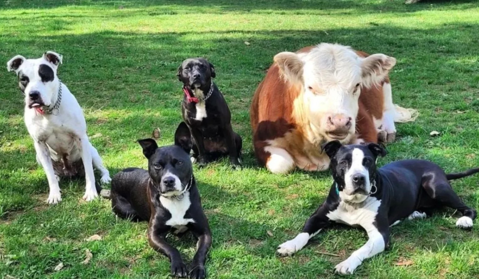 Hvordan en bulldog blev en ko: Lola og hendes fantastiske venskab med dyr