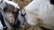 Hvordan en bulldog blev en ko: Lola og hendes fantastiske venskab med dyr