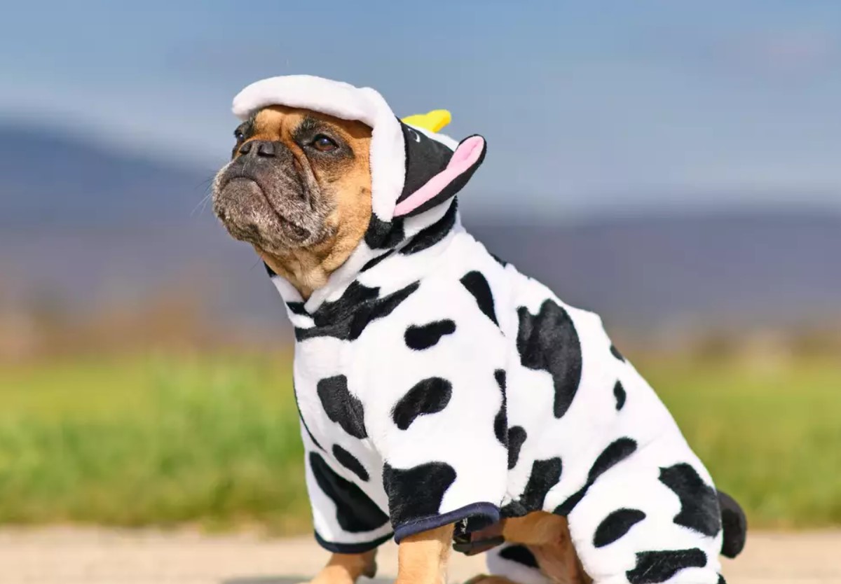 Hvordan en bulldog blev en ko: Lola og hendes fantastiske venskab med dyr