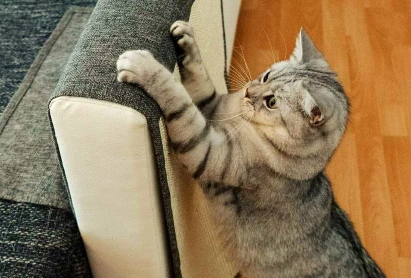 Katte elsker dine møbler mere end deres kradsetræ: hvad er den skjulte mening bag kattes fascination?