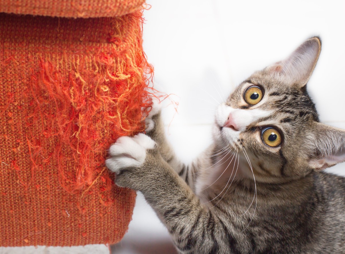 Katte elsker dine møbler mere end deres kradsetræ: hvad er den skjulte mening bag kattes fascination?