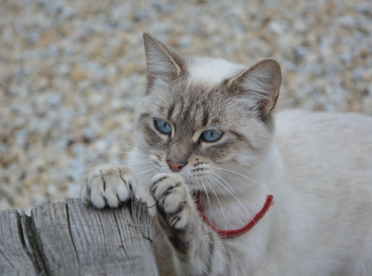 Katte elsker dine møbler mere end deres kradsetræ: hvad er den skjulte mening bag kattes fascination?