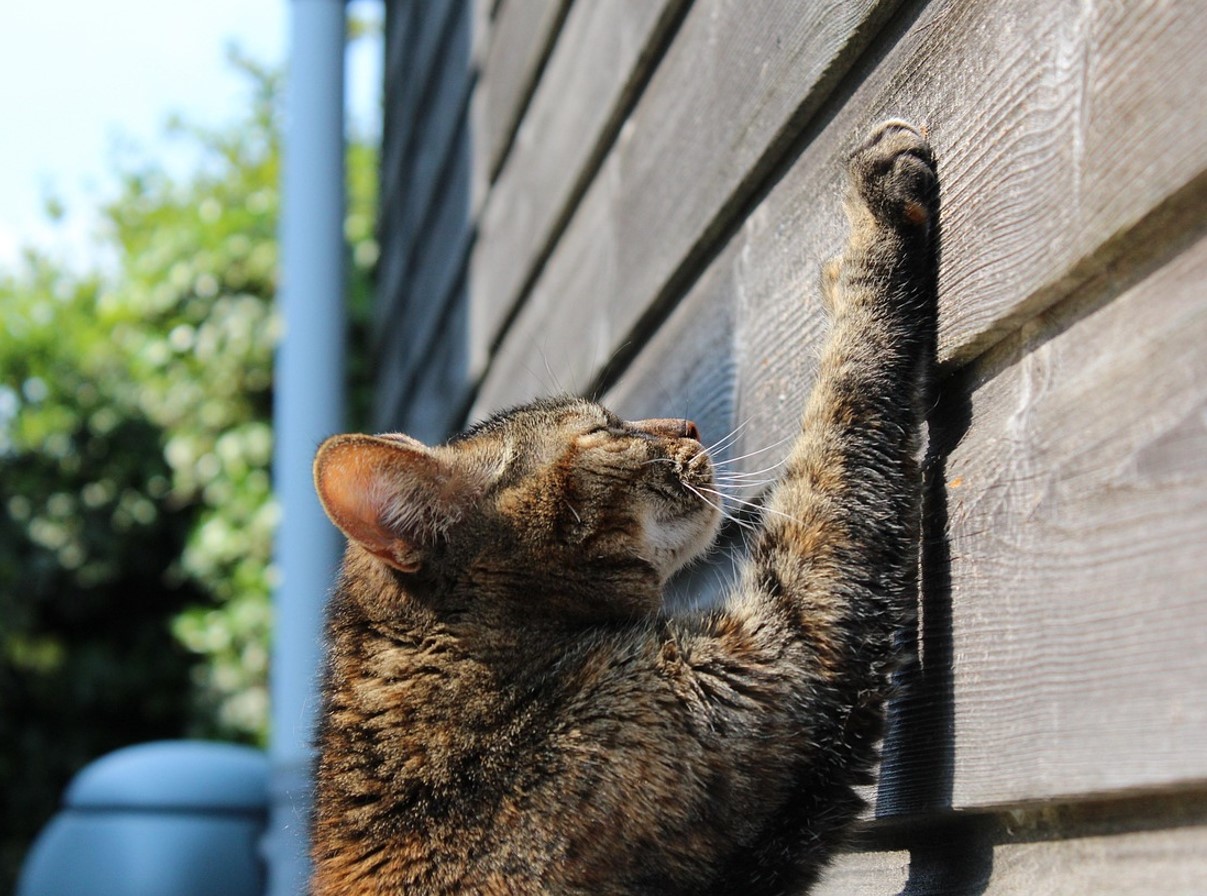 Katte elsker dine møbler mere end deres kradsetræ: hvad er den skjulte mening bag kattes fascination?