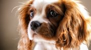 Hundrace med flest 'dårlige' genetiske mutationer er blevet navngivet