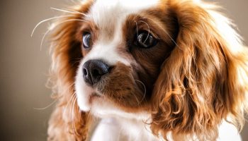Hundrace med flest 'dårlige' genetiske mutationer er blevet navngivet
