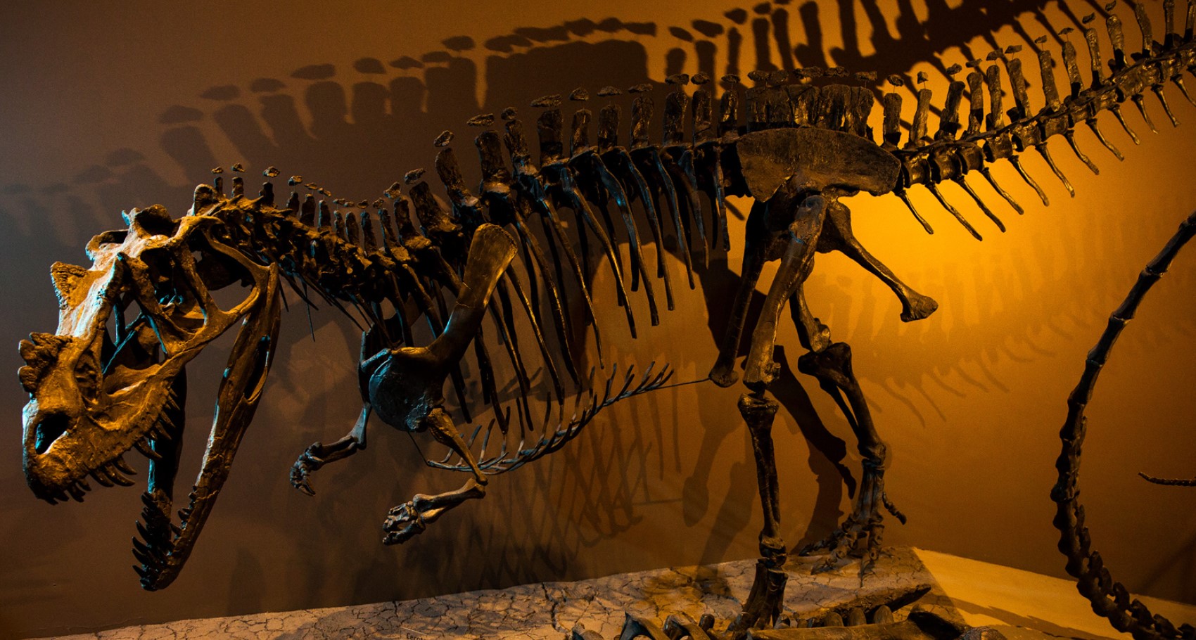 Det eneste skelet af en ceratosaurus blev solgt på auktion: det overskyggede en meteor fra Mars