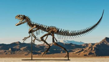 Det eneste skelet af en ceratosaurus blev solgt på auktion: det overskyggede en meteor fra Mars