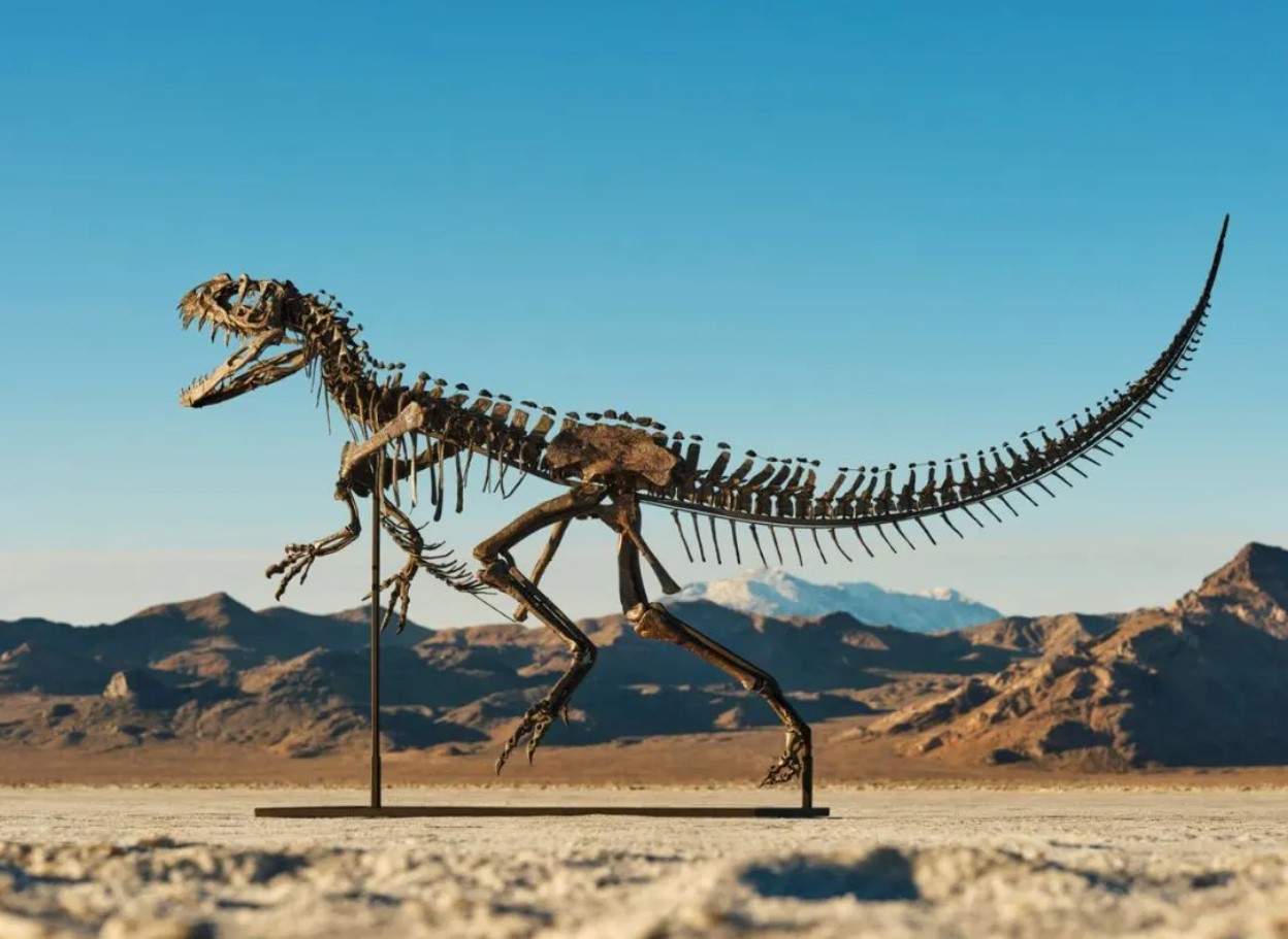 Det eneste skelet af en ceratosaurus blev solgt på auktion: det overskyggede en meteor fra Mars