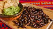 Stegte græshopper fra Mexico: hvor meget protein indeholder chapulines?