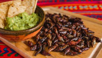 Stegte græshopper fra Mexico: hvor meget protein indeholder chapulines?