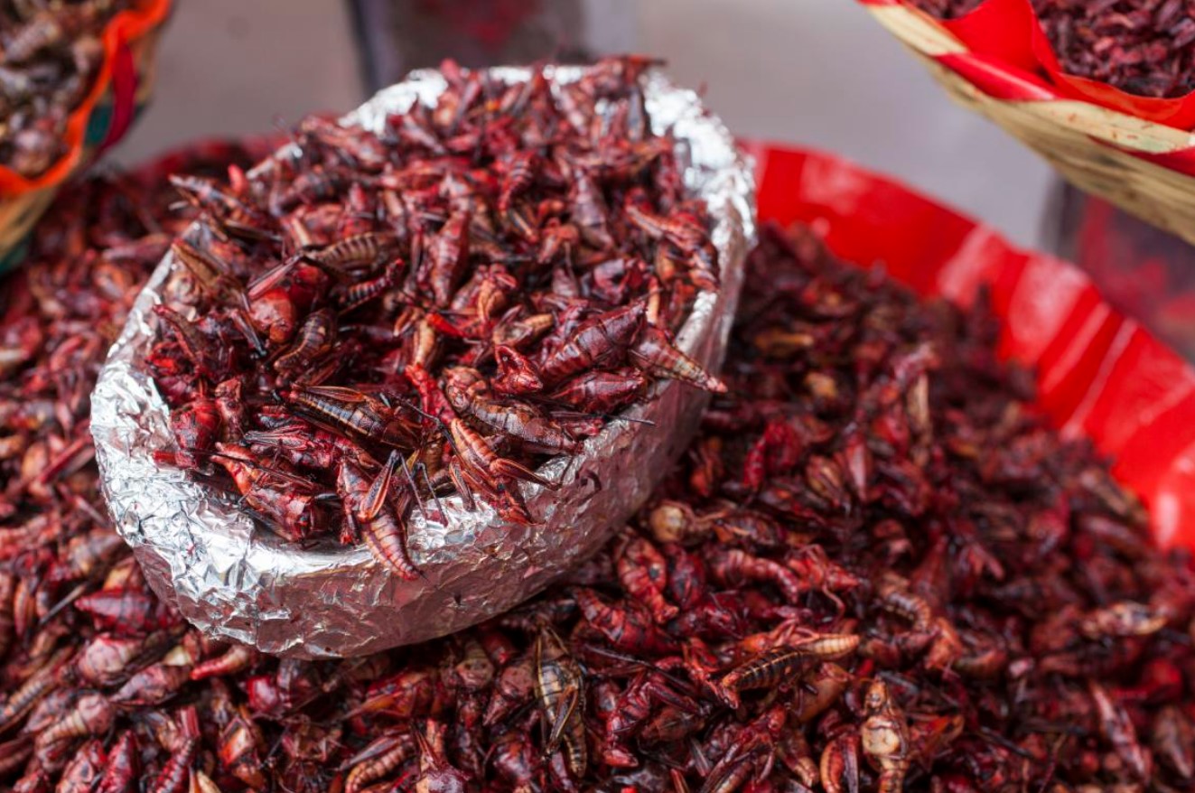 Stegte græshopper fra Mexico: hvor meget protein indeholder chapulines?