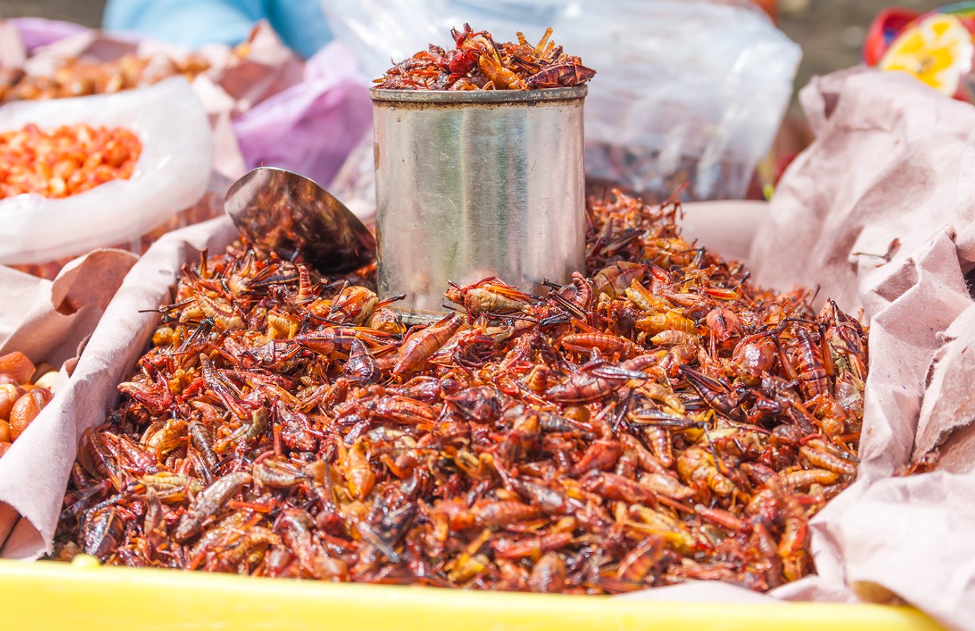Stegte græshopper fra Mexico: hvor meget protein indeholder chapulines?