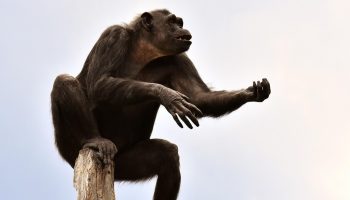 Chimpanser og bier bestemmer alt: hvordan dyr indførte demokrati på deres territorium