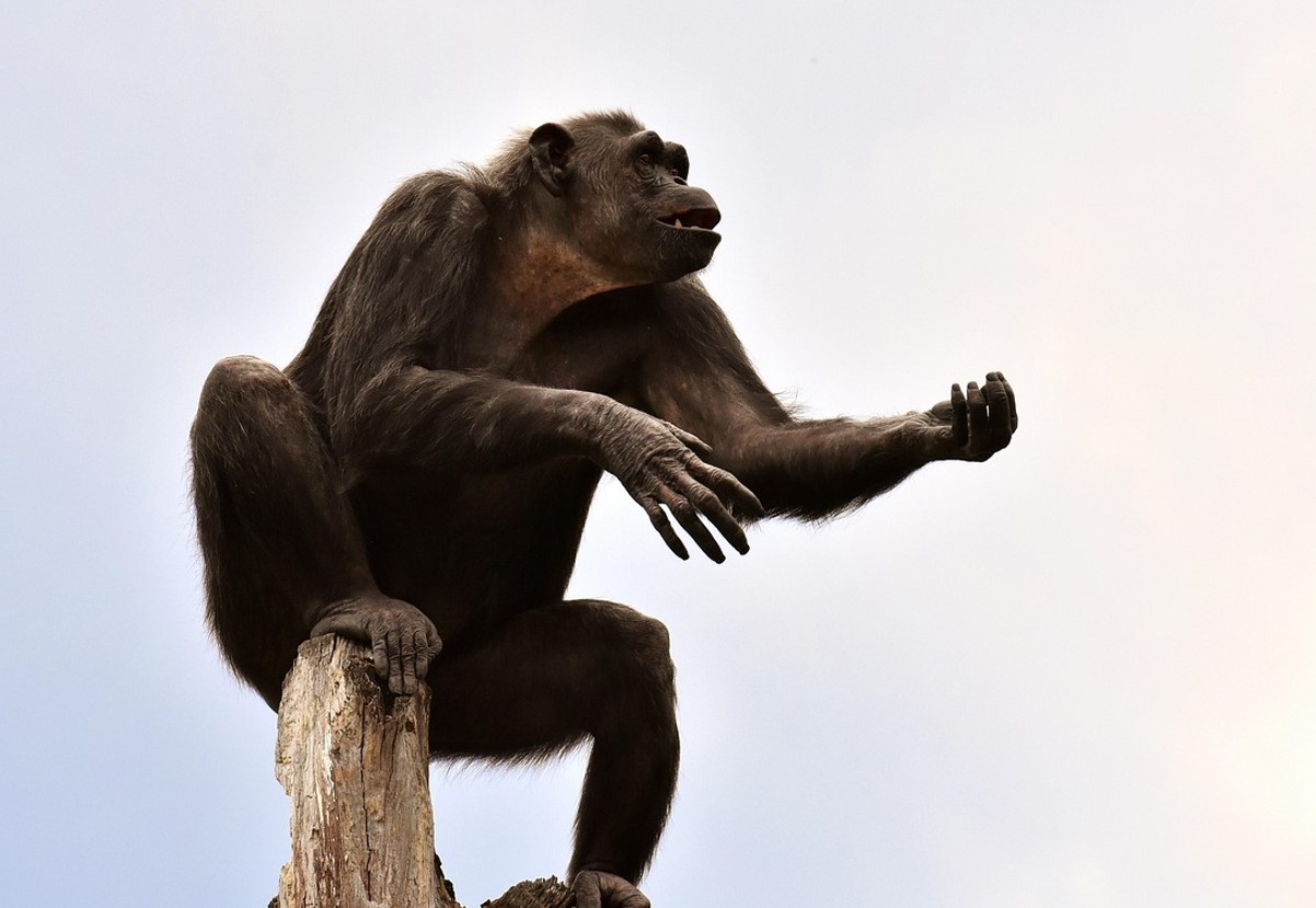 Chimpanser og bier bestemmer alt: hvordan dyr indførte demokrati på deres territorium