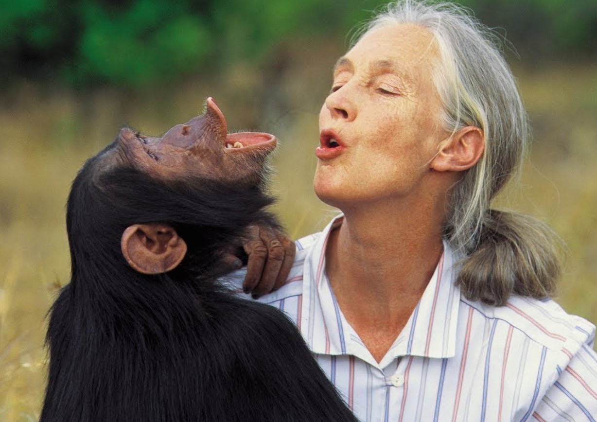 Tog Darwin fejl? Hvad er der galt med evolutionen, og hvorfor ændrer aberne sig ikke nu?
