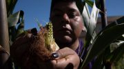 Plantning af 'tre søstre' — et gammelt landbrugssystem, der stadig imponerer i dag