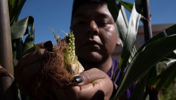 Plantning af 'tre søstre' — et gammelt landbrugssystem, der stadig imponerer i dag