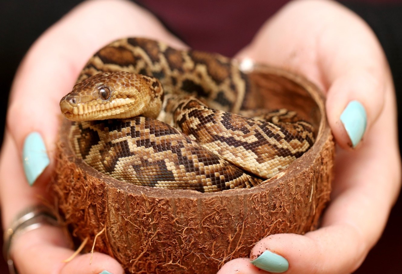 cubanske boa constrictor