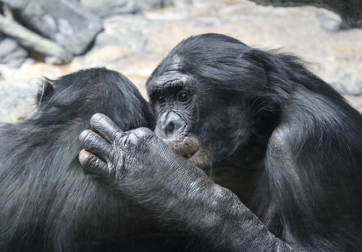 Chimpanser og bier bestemmer alt: hvordan dyr indførte demokrati på deres territorium