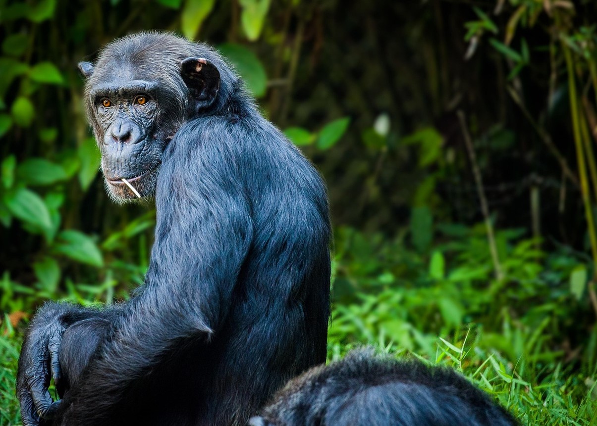 Chimpanser og bier bestemmer alt: hvordan dyr indførte demokrati på deres territorium
