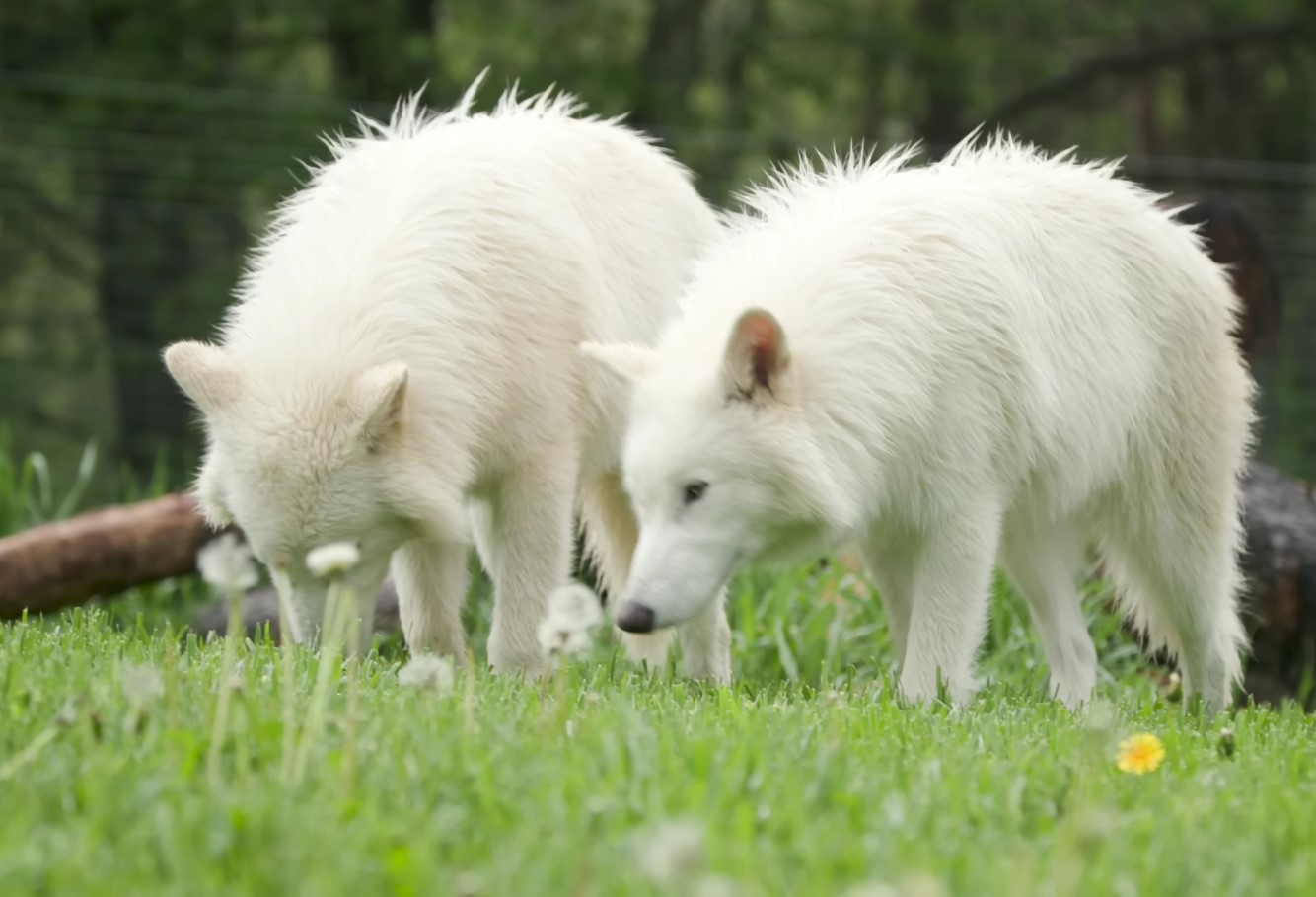 'Dire Wolves' fra Colossal Biosciences er nu 6 måneder gamle – og de er blevet dobbelt så store