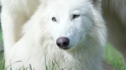'Dire Wolves' fra Colossal Biosciences er nu 6 måneder gamle – og de er blevet dobbelt så store
