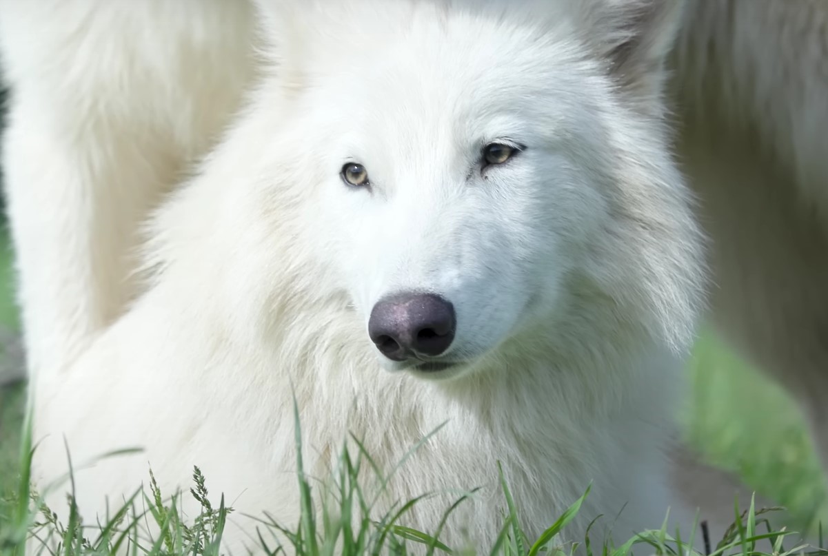 'Dire Wolves' fra Colossal Biosciences er nu 6 måneder gamle – og de er blevet dobbelt så store