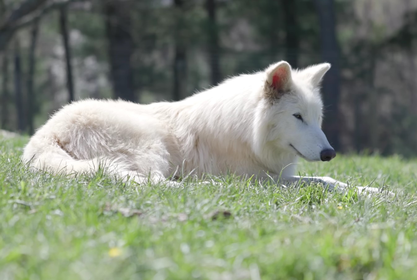'Dire Wolves' fra Colossal Biosciences er nu 6 måneder gamle – og de er blevet dobbelt så store