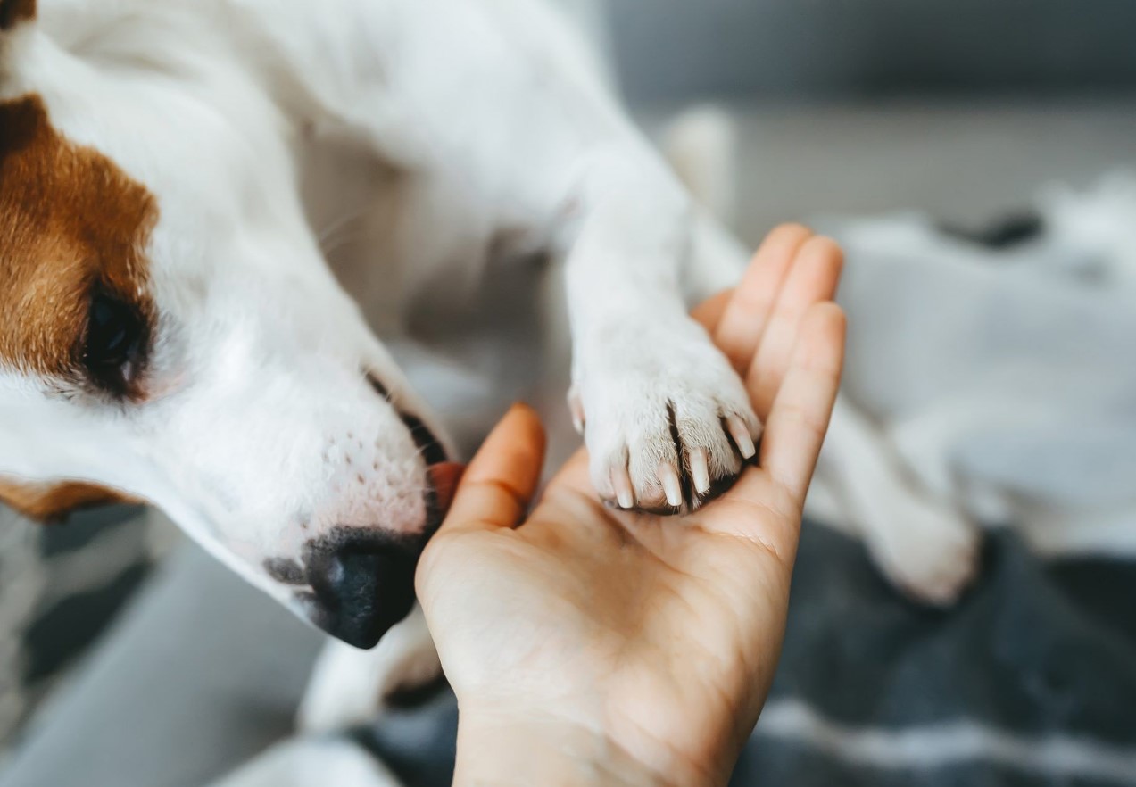 Hvis du holder dine hænder foran din hund, og den slikker dem, betyder det noget andet, end du tror
