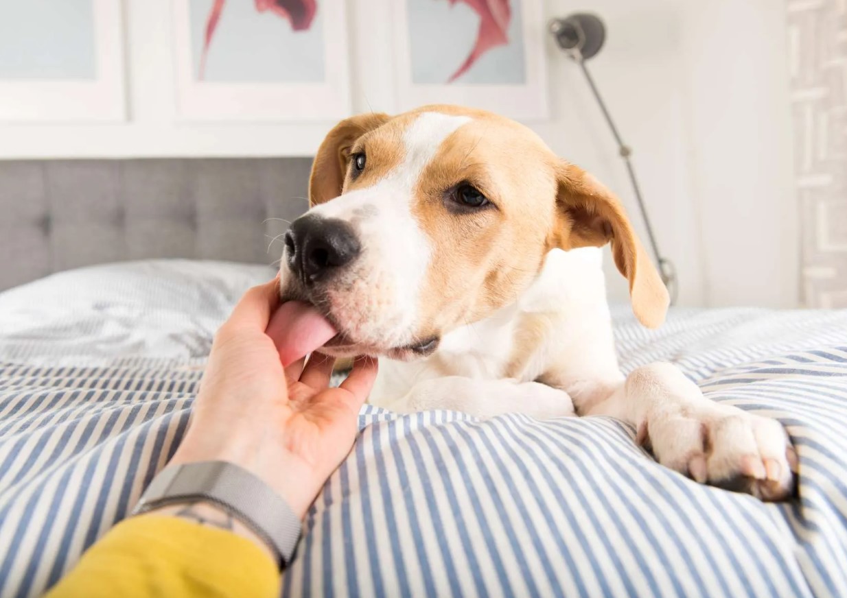 Hvis du holder dine hænder foran din hund, og den slikker dem, betyder det noget andet, end du tror