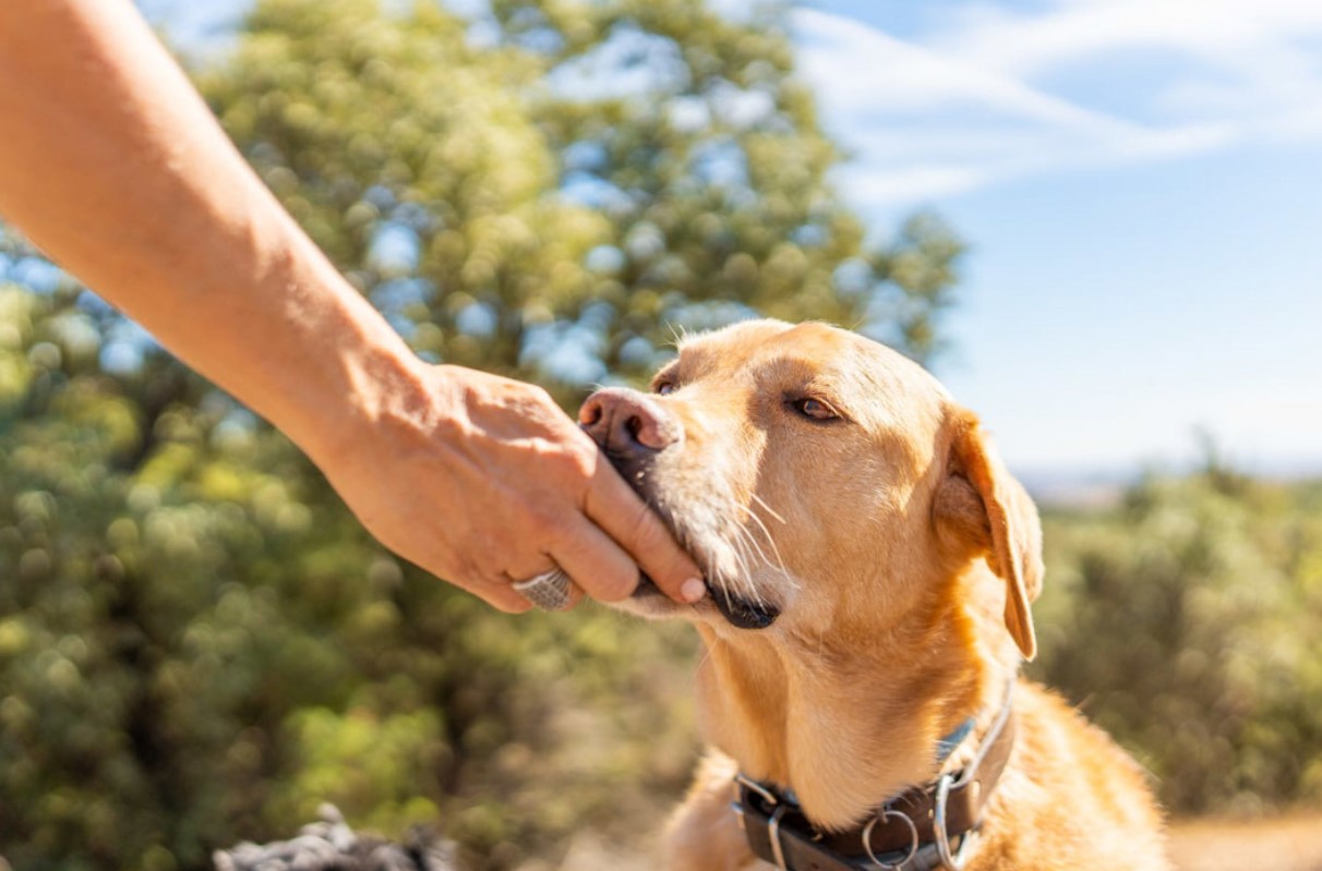 Hvis du holder dine hænder foran din hund, og den slikker dem, betyder det noget andet, end du tror