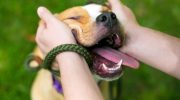Hvis du holder dine hænder foran din hund, og den slikker dem, betyder det noget andet, end du tror