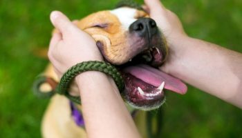 Hvis du holder dine hænder foran din hund, og den slikker dem, betyder det noget andet, end du tror