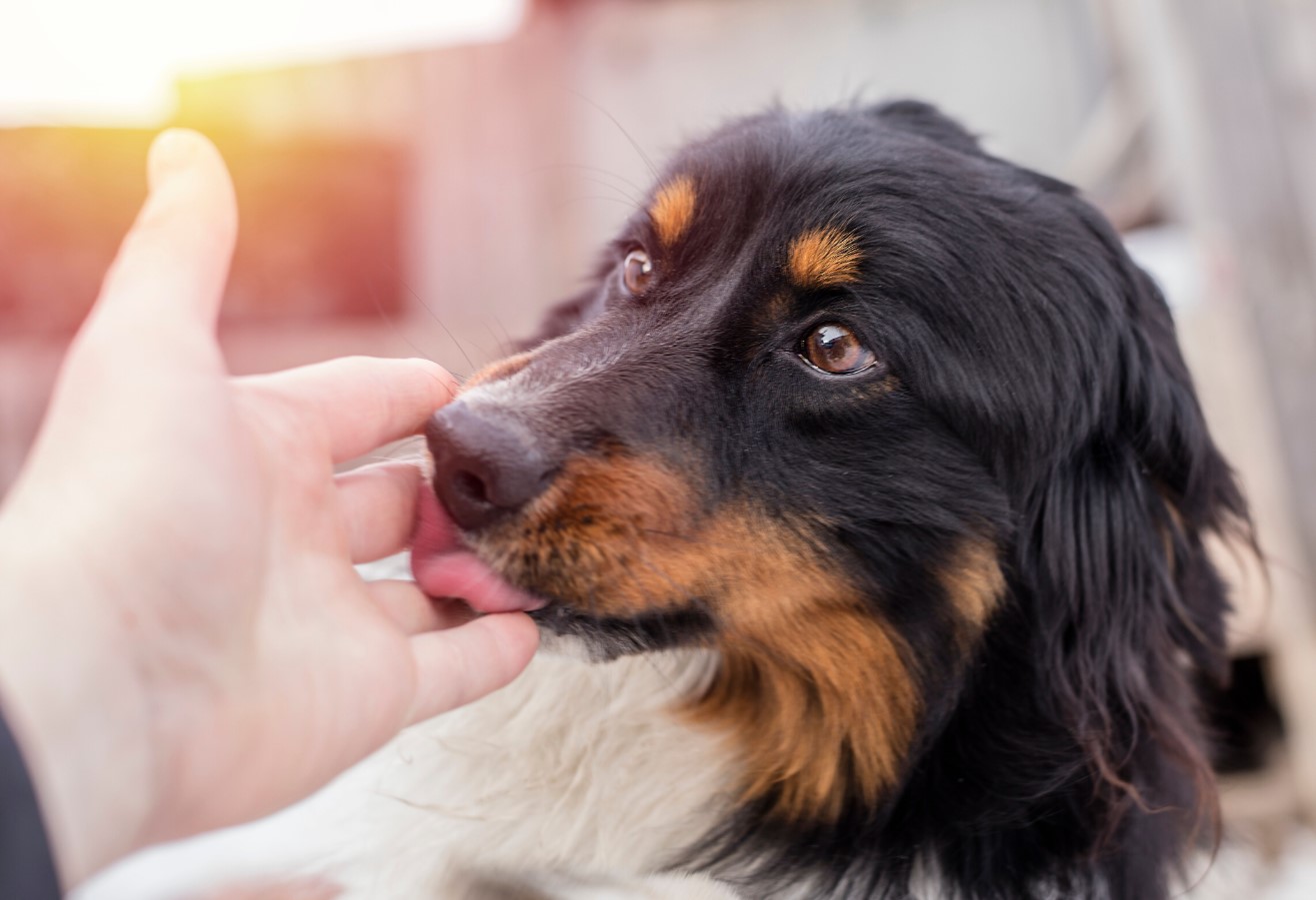 Hvis du holder dine hænder foran din hund, og den slikker dem, betyder det noget andet, end du tror