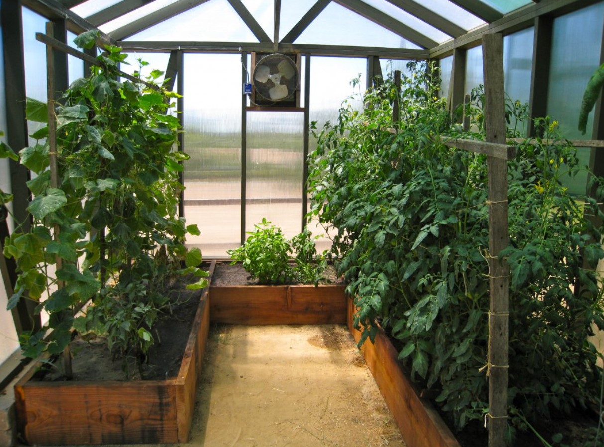 Sådan sætter du en polytunnel eller et drivhus op til planter: tips til havearbejde