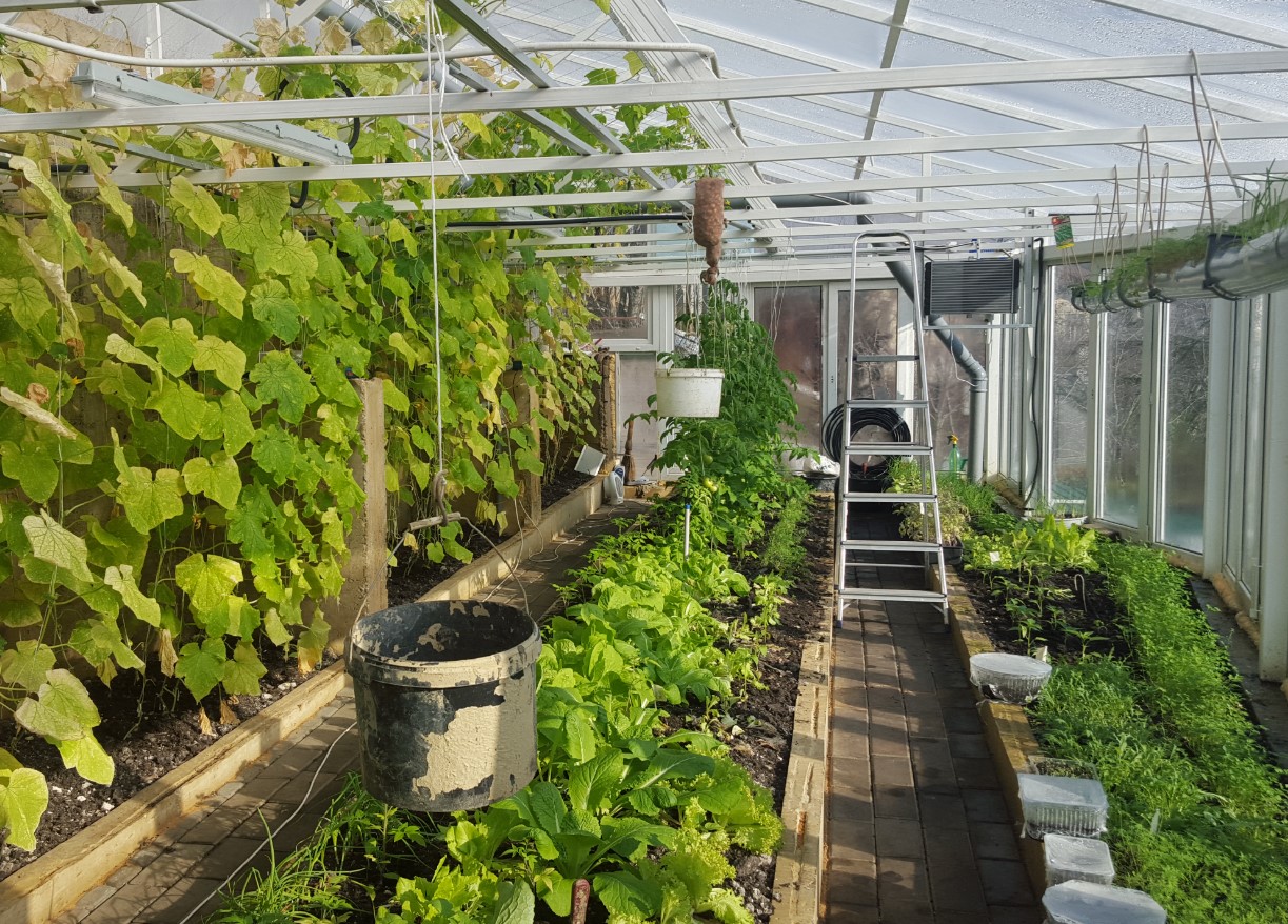 Sådan sætter du en polytunnel eller et drivhus op til planter: tips til havearbejde