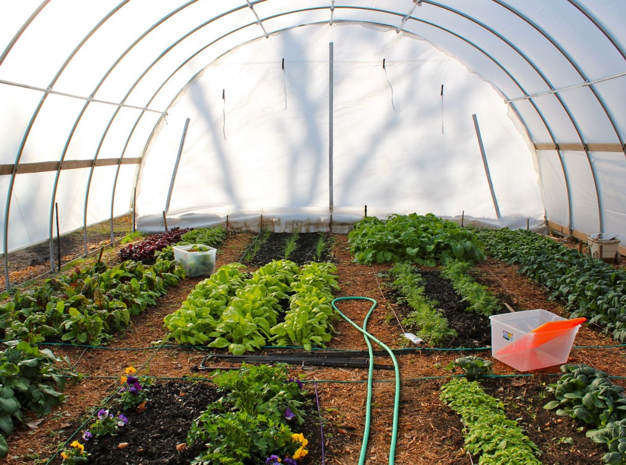 Sådan sætter du en polytunnel eller et drivhus op til planter: tips til havearbejde