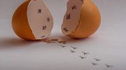 Sådan tjekker du, om æg er friske: tips, der passer på helbredet og pengepungen