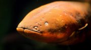 Elektrisk ål — en fisk under spænding!